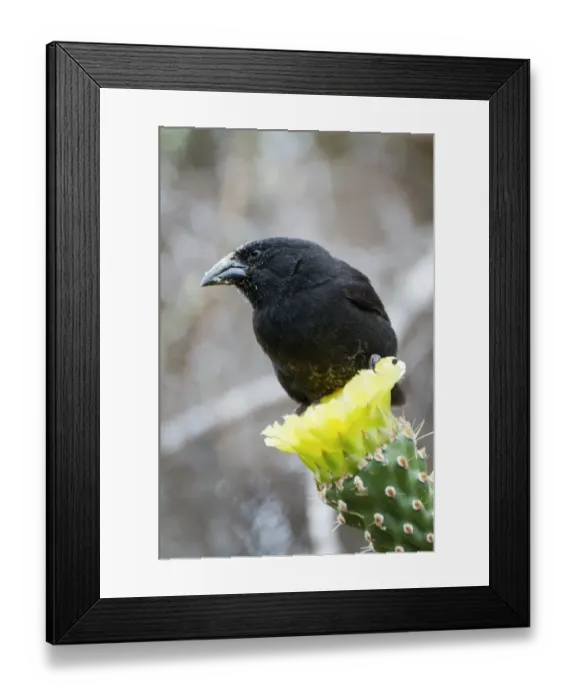Framed Print : Cactus finch (Geospiza scandens) perched on cactus flower. Espanola, Galapagos Islands