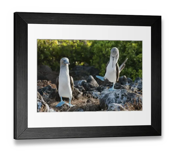 Framed Print : Blue-footed Booby (Sula nebouxii) on guano covered rocks. Santa Cruz Island, Galapagos, June
