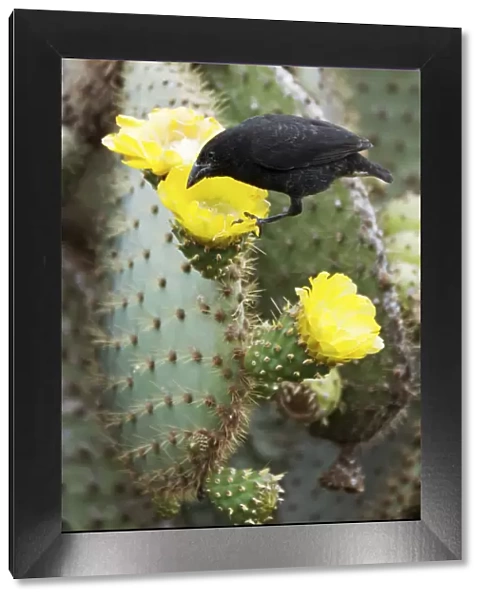 Cactus finch (Geospiza scandens) feeding on cactus flower nectar and pollen. Espanola
