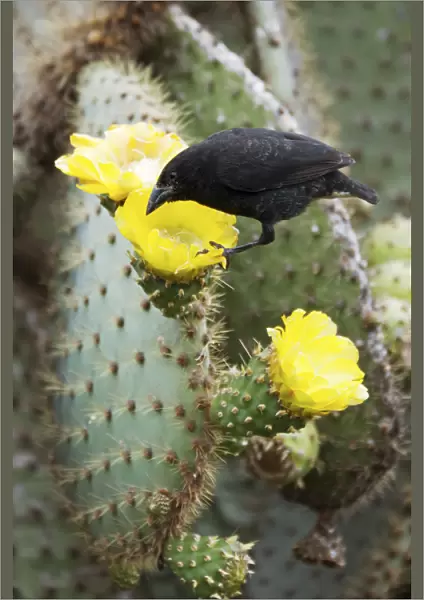 Cactus finch (Geospiza scandens) feeding on cactus flower nectar and pollen. Espanola
