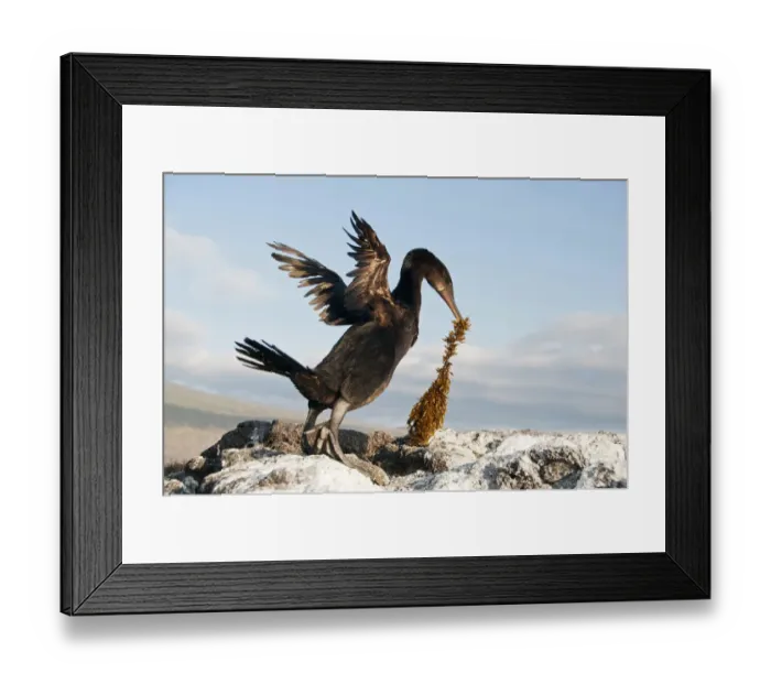 Framed Print : Flightless Cormorant (Nannopterum / Phalacrocorax harrisi) with nesting material. Banks Bay Framed Print : Flightless Cormorant (Nannopterum / Phalacrocorax harrisi) with nesting material. Banks Bay