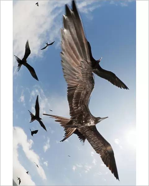 Magnificent frigatebirds (Fregata magnificens) in low flight ovehead. Espanola Island