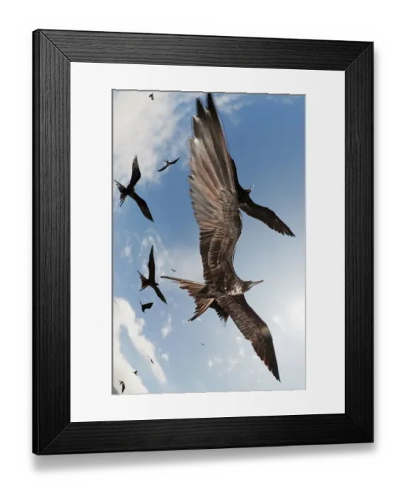 Framed Print : Magnificent frigatebirds (Fregata magnificens) in low flight ovehead. Espanola Island Framed Print : Magnificent frigatebirds (Fregata magnificens) in low flight ovehead. Espanola Island