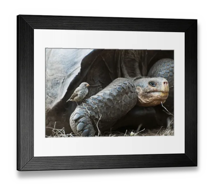 Framed Print : Wolf Volcano giant tortoise (Chelonoidis nigra becki) portrait with ground finch (Geospiza sp Framed Print : Wolf Volcano giant tortoise (Chelonoidis nigra becki) portrait with ground finch (Geospiza sp