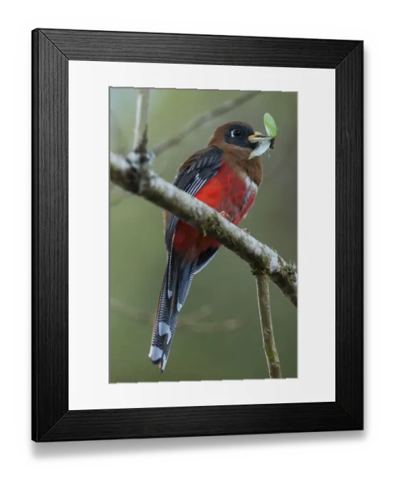 Framed Print : Masked trogon (Trogon personatus) with insect prey, Bellavista cloud forest private reserve Framed Print : Masked trogon (Trogon personatus) with insect prey, Bellavista cloud forest private reserve