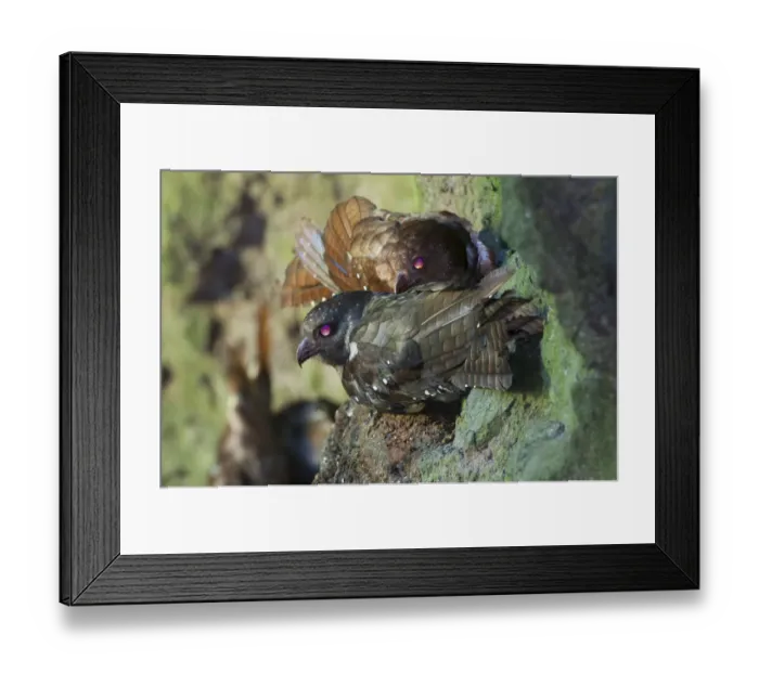 Framed Print : Oilbird (Steatornis caripensis) nocturnal birds roosting and nesting in along walls of deep Framed Print : Oilbird (Steatornis caripensis) nocturnal birds roosting and nesting in along walls of deep