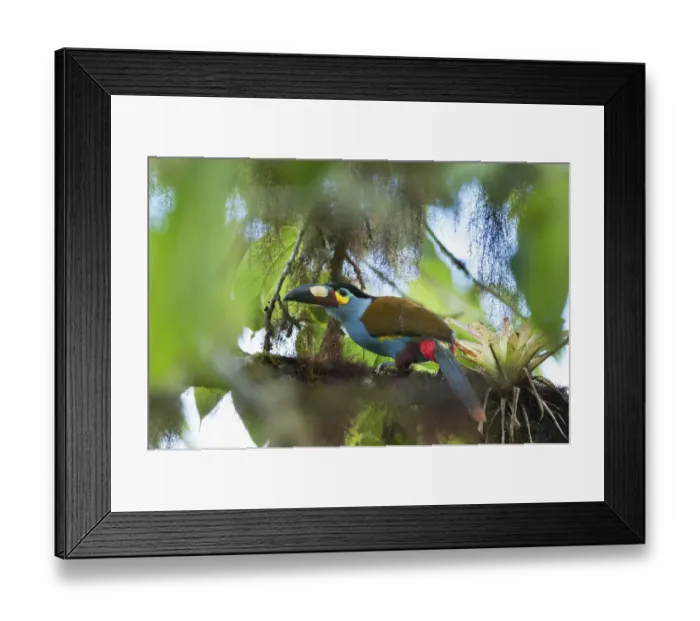 Framed Print : Plate billed mountain toucan (Andigena laminirostris) Bellavista cloud forest private reserve Framed Print : Plate billed mountain toucan (Andigena laminirostris) Bellavista cloud forest private reserve