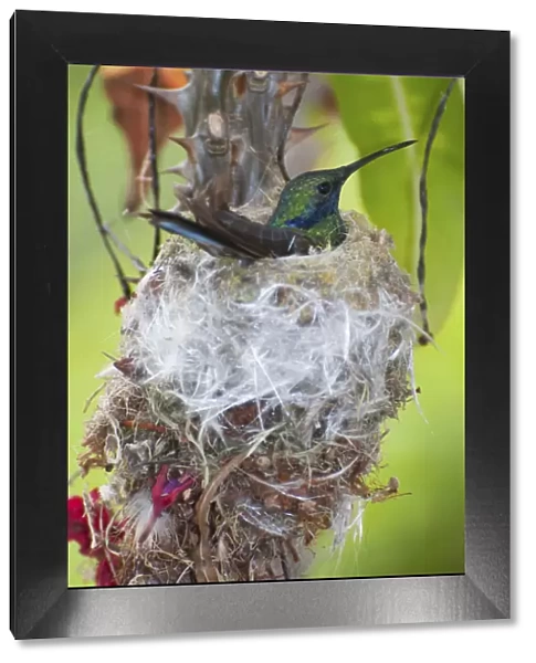 Sparkling violetear hummingbird (Colibri coruscans) incubating eggs at nest, Andean cloud forest