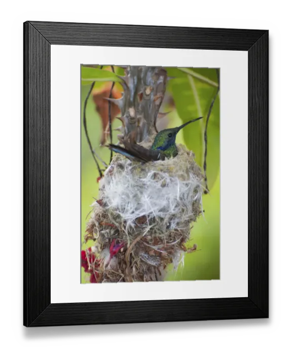 Framed Print : Sparkling violetear hummingbird (Colibri coruscans) incubating eggs at nest, Andean cloud forest