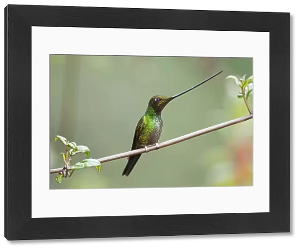 Sword billed hummingbird (Ensifera ensifera) profile showing beak is longer than body
