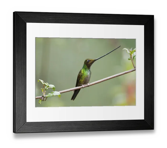 Framed Print : Sword billed hummingbird (Ensifera ensifera) profile showing beak is longer than body Framed Print : Sword billed hummingbird (Ensifera ensifera) profile showing beak is longer than body