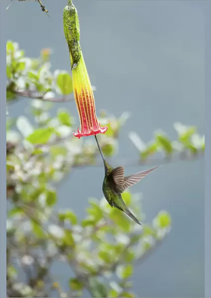 Sword billed hummingbird (Ensifera ensifera) showing how it uses its long beak to