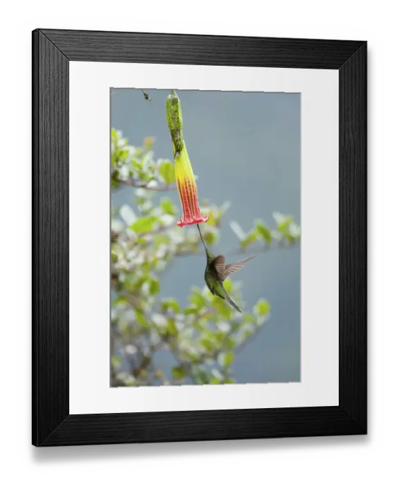 Framed Print : Sword billed hummingbird (Ensifera ensifera) showing how it uses its long beak to