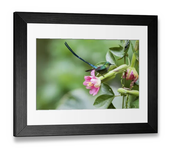 Framed Print : Violet tailed sylph (Aglaiocercus coelestis) Guango private reserve, Papallacta Valley Framed Print : Violet tailed sylph (Aglaiocercus coelestis) Guango private reserve, Papallacta Valley