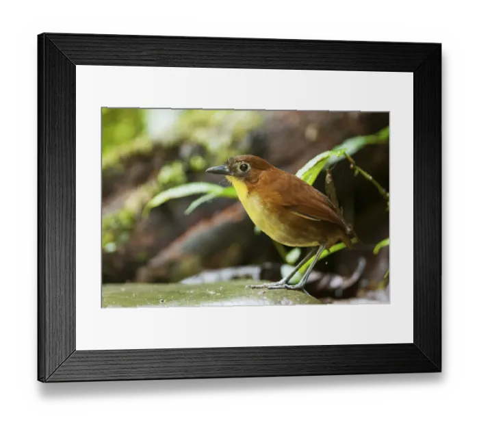 Framed Print : Yellow breasted antipitta (Grallaria flavotincta) Angel Paz reserve, Mindo region