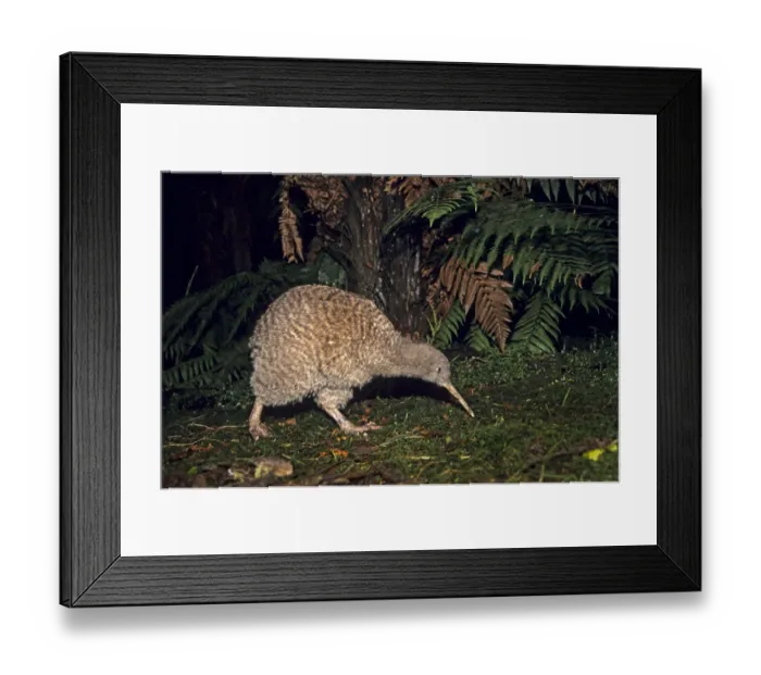 Framed Print : Great Spotted Kiwi (Apteryx hstii) foraging in rainforest habitat at night, NW Nelson Framed Print : Great Spotted Kiwi (Apteryx hstii) foraging in rainforest habitat at night, NW Nelson