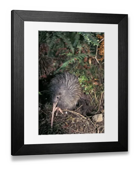 Framed Print : Okarito Brown Kiwi (Apteryx rowi) male known as Scooter patrolling his territory Framed Print : Okarito Brown Kiwi (Apteryx rowi) male known as Scooter patrolling his territory