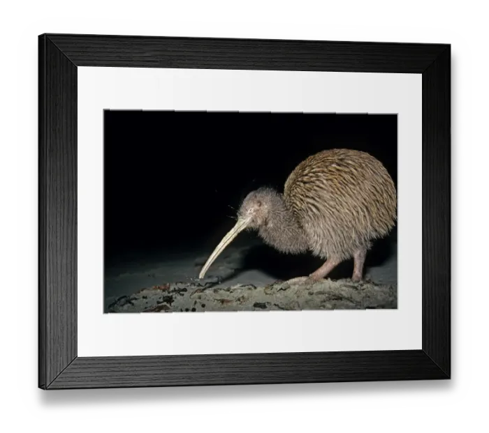 Framed Print : Stewart Island Brown Kiwi / Southern Tokoeka (Apteryx australis lawryi), female probing Framed Print : Stewart Island Brown Kiwi / Southern Tokoeka (Apteryx australis lawryi), female probing
