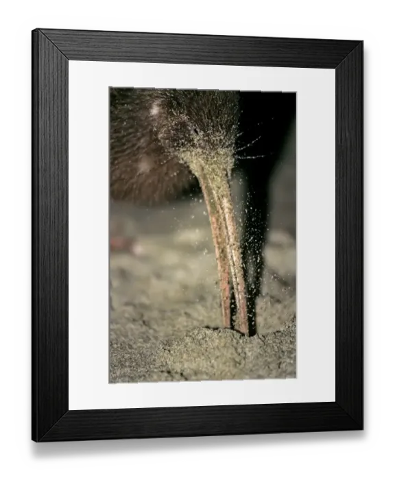 Framed Print : Stewart Island Brown Kiwi or Southern Tokoeka (Apteryx australis lawryi), female