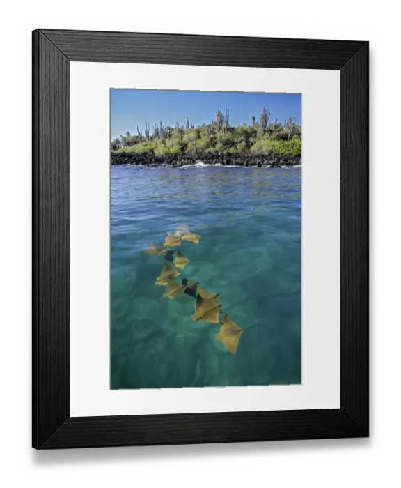 Framed Print : Golden cownose rays (Rhinoptera steindachnyri) schooling in sheltered mangrove lagoon Framed Print : Golden cownose rays (Rhinoptera steindachnyri) schooling in sheltered mangrove lagoon