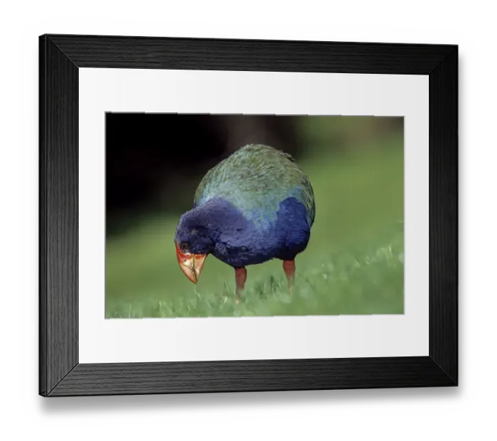 Framed Print : Takahe (Porphyrio mantelli) eating grass, Tiritiri Mantangi Island Scientific Reserve, New Zealand Framed Print : Takahe (Porphyrio mantelli) eating grass, Tiritiri Mantangi Island Scientific Reserve, New Zealand