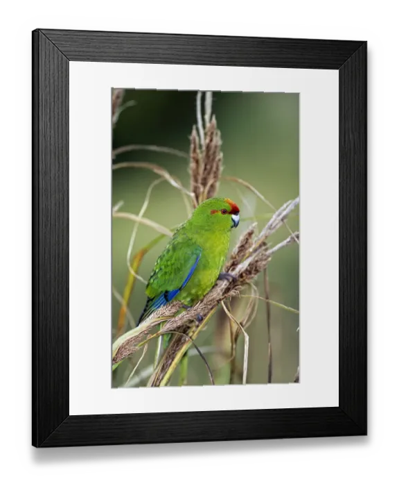 Framed Print : Red-crowned Parakeet (Cyanoramphus novaezelandiae) Enderby Island, Auckland Islands Group Framed Print : Red-crowned Parakeet (Cyanoramphus novaezelandiae) Enderby Island, Auckland Islands Group