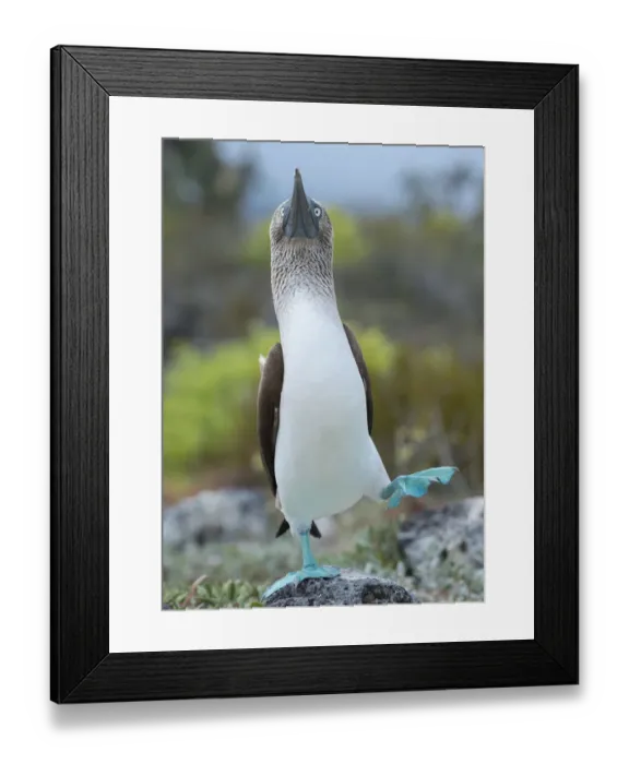 Framed Print : Blue-footed booby (Sula nebouxii) dancing courtship display, Santa Cruz Island Framed Print : Blue-footed booby (Sula nebouxii) dancing courtship display, Santa Cruz Island