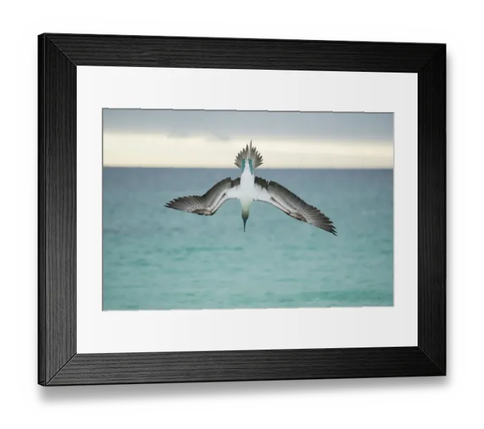 Framed Print : Blue-footed booby (Sula nebouxii) plunge-diving at high speed, San Cristobal Island Framed Print : Blue-footed booby (Sula nebouxii) plunge-diving at high speed, San Cristobal Island