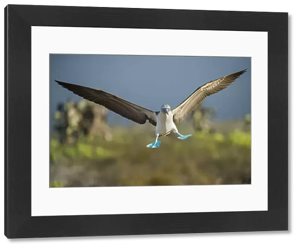 Blue-footed booby (Sula nebouxii) landing, Santa Cruz Island, Galapagos, Ecuador