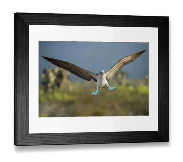 Framed Print : Blue-footed booby (Sula nebouxii) landing, Santa Cruz Island, Galapagos, Ecuador Framed Print : Blue-footed booby (Sula nebouxii) landing, Santa Cruz Island, Galapagos, Ecuador