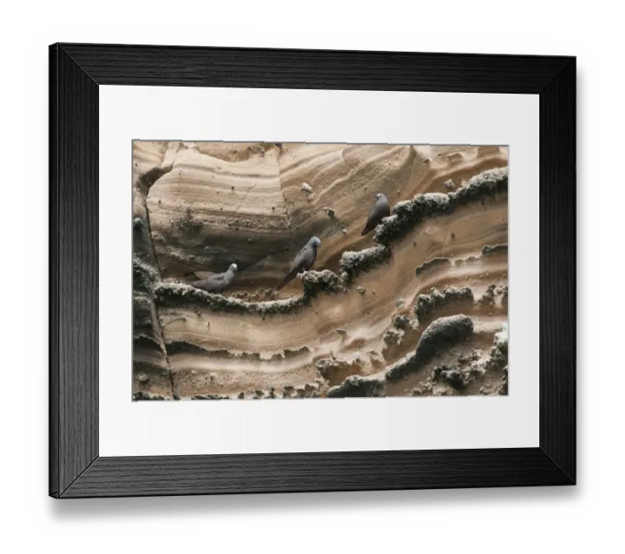 Framed Print : Brown noddies (Anous stolidus) perched on rock face, Punta Vicente Roca, Isabela Island Framed Print : Brown noddies (Anous stolidus) perched on rock face, Punta Vicente Roca, Isabela Island