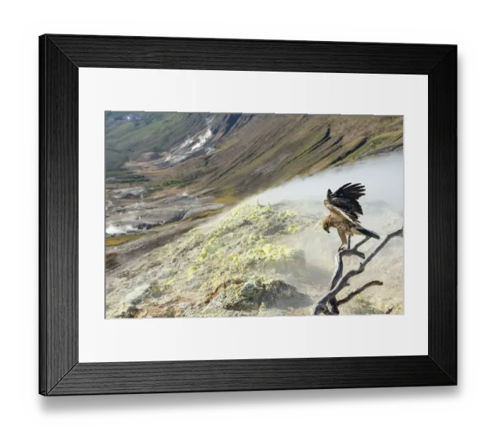 Framed Print : Galapagos hawk (Buteo galapagoensis) perched over sulphurous slope, Galapagos, Ecuador Framed Print : Galapagos hawk (Buteo galapagoensis) perched over sulphurous slope, Galapagos, Ecuador