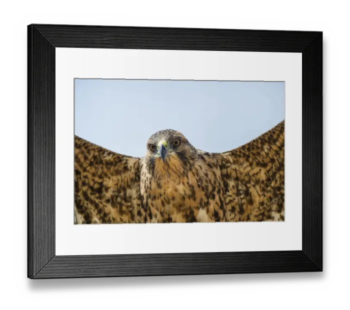 Framed Print : Galapagos hawk (Buteo galapagoensis) in flight, Galapagos, Ecuador. Vulnerable species Framed Print : Galapagos hawk (Buteo galapagoensis) in flight, Galapagos, Ecuador. Vulnerable species