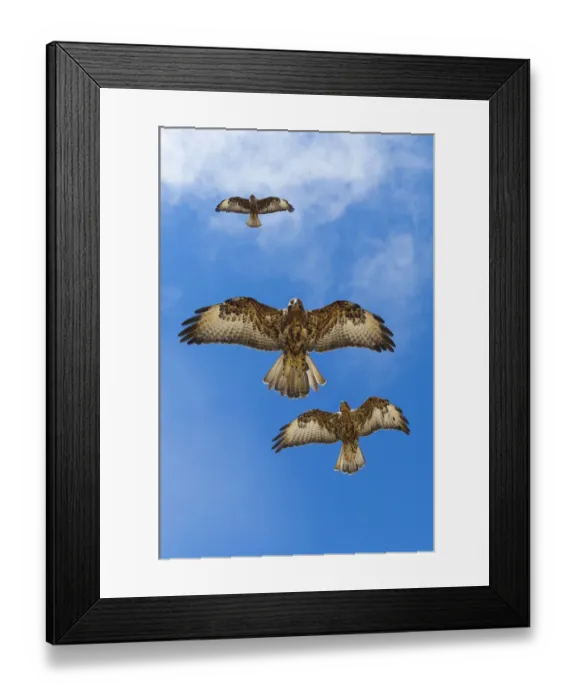 Framed Print : Galapagos hawks (Buteo galapagoensis) in flight, Galapagos, Ecuador. Vulnerable species Framed Print : Galapagos hawks (Buteo galapagoensis) in flight, Galapagos, Ecuador. Vulnerable species