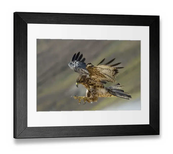 Framed Print : Galapagos hawk (Buteo galapagoensis) landing, Galapagos, Ecuador. Vulnerable species Framed Print : Galapagos hawk (Buteo galapagoensis) landing, Galapagos, Ecuador. Vulnerable species