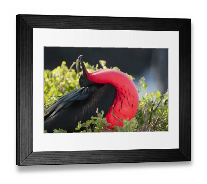 Framed Print : Great frigatebird (Fregata minor) male displaying inflated gular sac, Galapagos, Ecuador Framed Print : Great frigatebird (Fregata minor) male displaying inflated gular sac, Galapagos, Ecuador