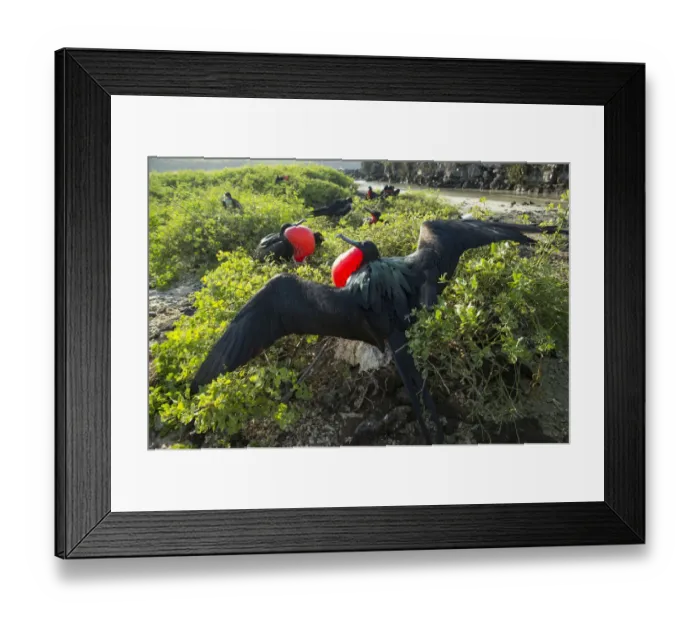 Framed Print : Great frigatebird (Fregata minor) males displaying, Galapagos, Ecuador Framed Print : Great frigatebird (Fregata minor) males displaying, Galapagos, Ecuador