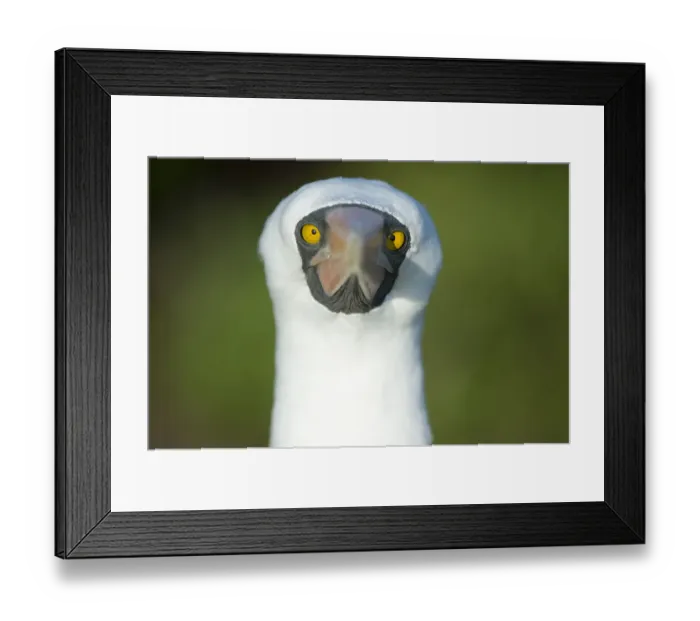 Framed Print : Nazca booby (Sula granti) portrait, Galapagos, Ecuador Framed Print : Nazca booby (Sula granti) portrait, Galapagos, Ecuador