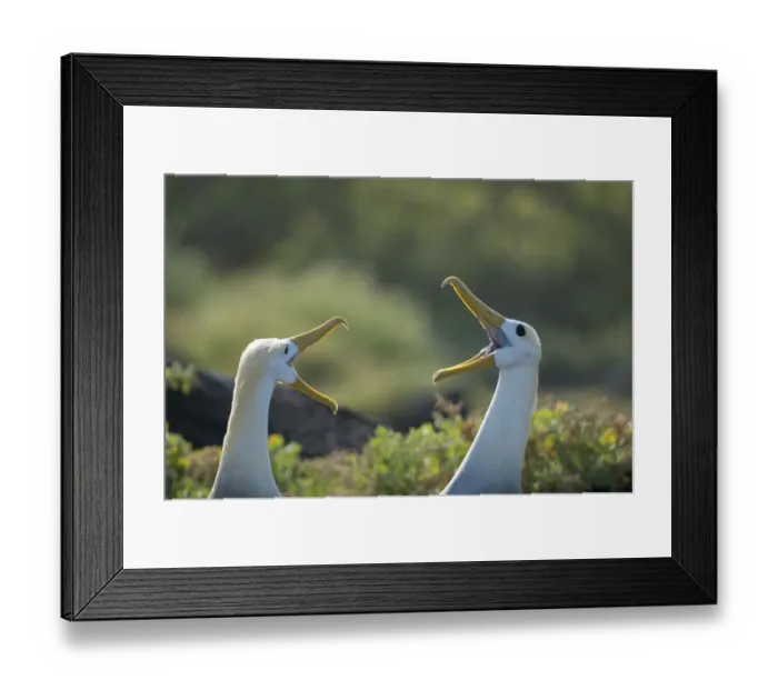 Framed Print : Waved albatross (Phoebastria irrorata) pair in courtship display, Galapagos, Ecuador Framed Print : Waved albatross (Phoebastria irrorata) pair in courtship display, Galapagos, Ecuador