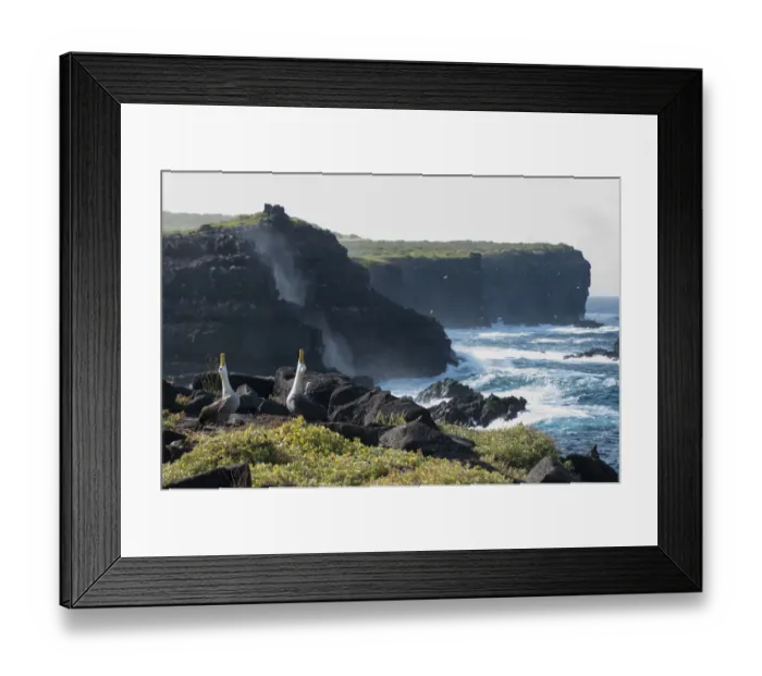 Framed Print : Waved albatross (Phoebastria irrorata) pair displaying on coast Galapagos, Ecuador