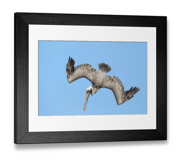 Framed Print : Brown pelican (Pelecanus occidentalis) diving in flight, Galapagos Framed Print : Brown pelican (Pelecanus occidentalis) diving in flight, Galapagos