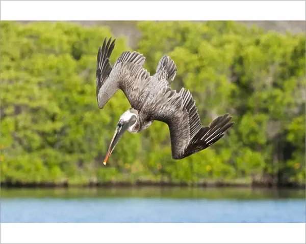 Brown pelican (Pelecanus occidentalis) diving in flight, Galapagos