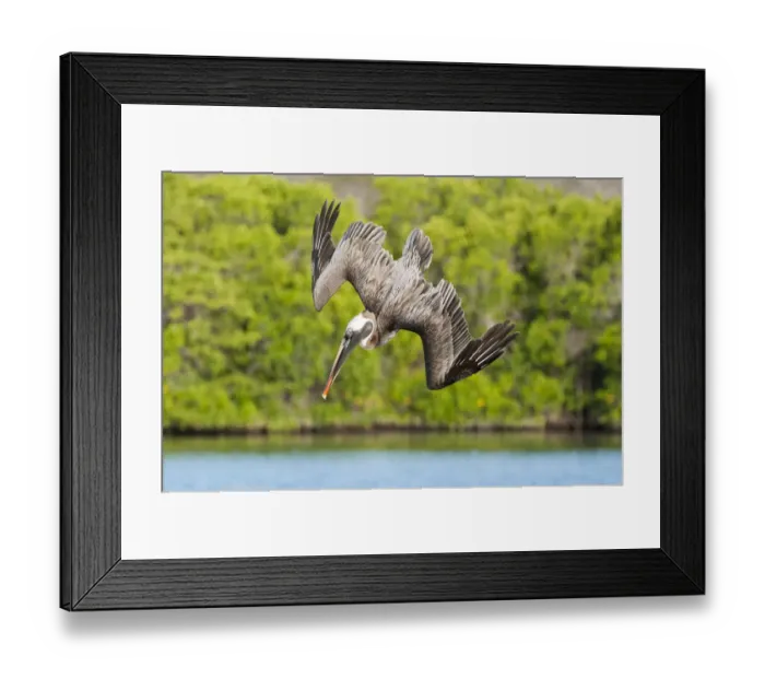 Framed Print : Brown pelican (Pelecanus occidentalis) diving in flight, Galapagos Framed Print : Brown pelican (Pelecanus occidentalis) diving in flight, Galapagos