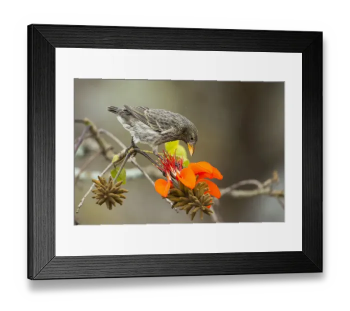 Framed Print : Cactus finch (Geospiza scandens) feeding on Erythrina flowers, Galapagos Framed Print : Cactus finch (Geospiza scandens) feeding on Erythrina flowers, Galapagos