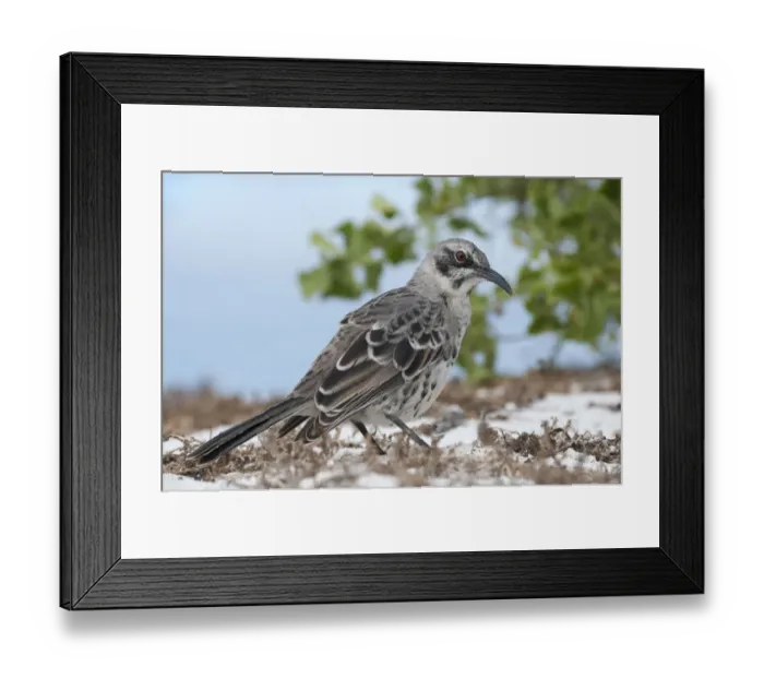 Framed Print : Espanola mockingbird (Mimus macdonaldi) on beach, Galapagos Framed Print : Espanola mockingbird (Mimus macdonaldi) on beach, Galapagos