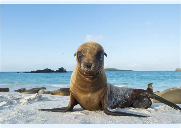 Galapagos sea lion (Zalophus wollebaeki) juvenile on beach, Galapagos