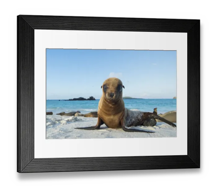 Framed Print : Galapagos sea lion (Zalophus wollebaeki) juvenile on beach, Galapagos Framed Print : Galapagos sea lion (Zalophus wollebaeki) juvenile on beach, Galapagos
