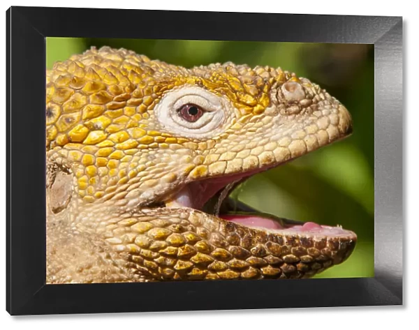 Galapagos land iguana (Conolophus subcristatus) portrait with mouth open, Galapagos