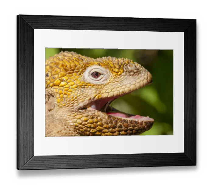 Framed Print : Galapagos land iguana (Conolophus subcristatus) portrait with mouth open, Galapagos Framed Print : Galapagos land iguana (Conolophus subcristatus) portrait with mouth open, Galapagos