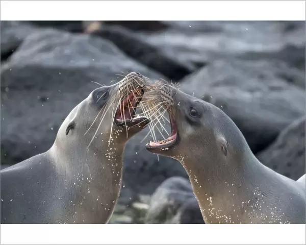 Galapagos sea lions (Zalophus wollebaeki) fighting, Galapagos